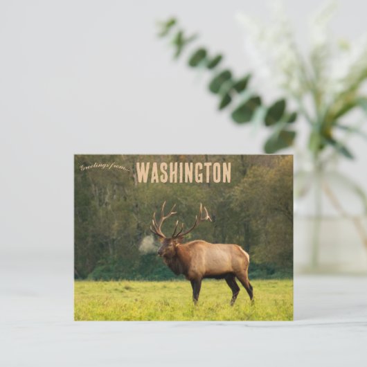 Elk in Washington USA Briefkaart (Staand voorkant)