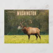 Elk in Washington USA Briefkaart (Voorkant)