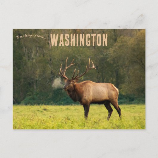 Elk in Washington USA Briefkaart (Voorkant)