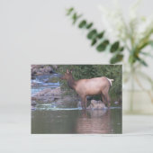 Elk Kow passeert de rivier vroeg in de ochtend. Briefkaart (Staand voorkant)