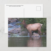 Elk Kow passeert de rivier vroeg in de ochtend. Briefkaart (Voorkant / Achterkant)