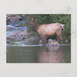 Elk Kow passeert de rivier vroeg in de ochtend. Briefkaart
