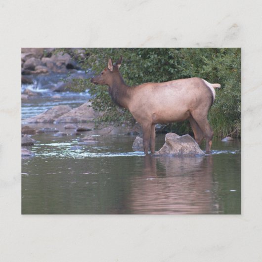 Elk Kow passeert de rivier vroeg in de ochtend. Briefkaart (Voorkant)