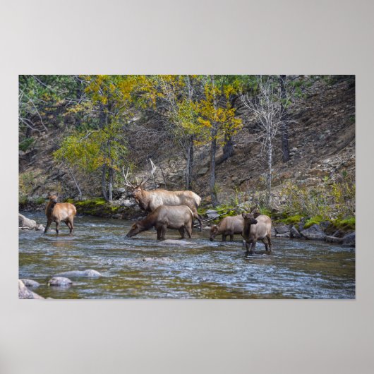 Elk kudde in de Big Thompson rivier Poster (Voorkant)