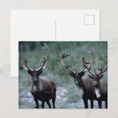 Elk kudde | Mt. Baring, Washington Briefkaart (Voorkant / Achterkant)