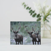 Elk kudde | Mt. Baring, Washington Briefkaart (Staand voorkant)