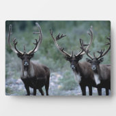 Elk kudde | Mt. Baring, Washington Fotoplaat (voorkant)