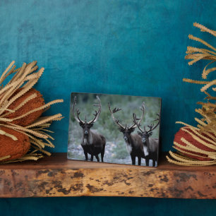 Elk kudde   Mt. Baring, Washington Fotoplaat