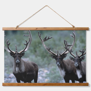 Elk kudde Mt. Baring, Washington Hangend Wandkleed