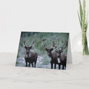 Elk kudde Mt. Baring, Washington Kaart