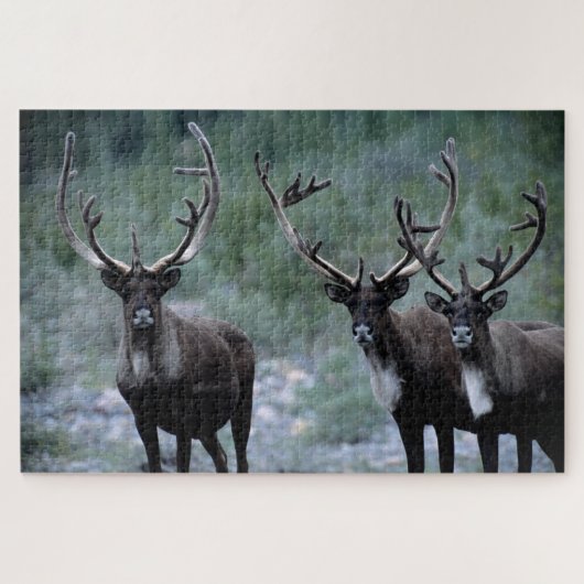 Elk kudde | Mt. Baring, Washington Legpuzzel (Horizontaal)