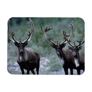 Elk kudde Mt. Baring, Washington Magneet