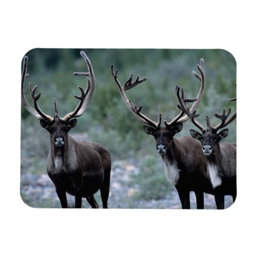 Elk kudde | Mt. Baring, Washington Magneet (Horizontaal)