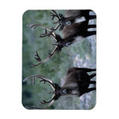 Elk kudde | Mt. Baring, Washington Magneet (Verticaal)