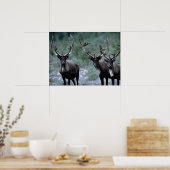 Elk kudde | Mt. Baring, Washington Poster (Keuken)