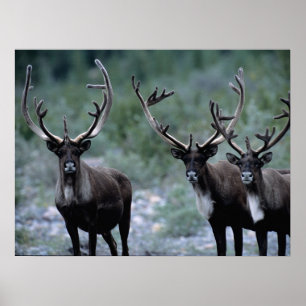 Elk kudde Mt. Baring, Washington Poster