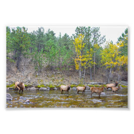 Elk-kudde wadend in de Big Thompson-rivier Foto Afdruk