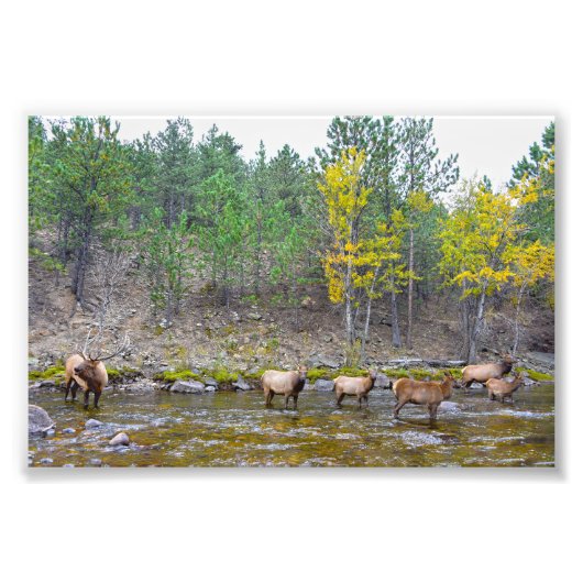Elk-kudde wadend in de Big Thompson-rivier Foto Afdruk (Voorkant)