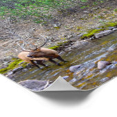 Elk-kudde wadend in de Big Thompson-rivier Poster (Hoek)