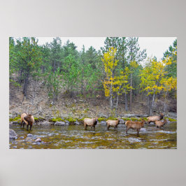Elk-kudde wadend in de Big Thompson-rivier Poster