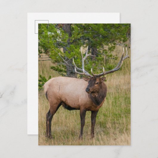 Elk Lake Village Yellowstone National Park Wyoming Briefkaart (Voorkant / Achterkant)