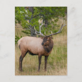 Elk Lake Village Yellowstone National Park Wyoming Briefkaart (Voorkant)