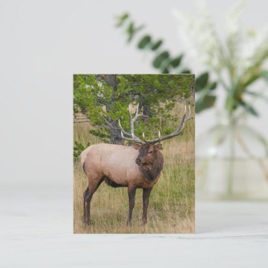 Elk Lake Village Yellowstone National Park Wyoming Briefkaart (Staand voorkant)