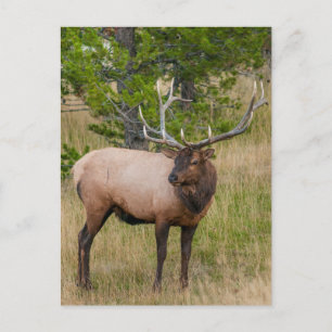 Elk Lake Village Yellowstone National Park Wyoming Briefkaart