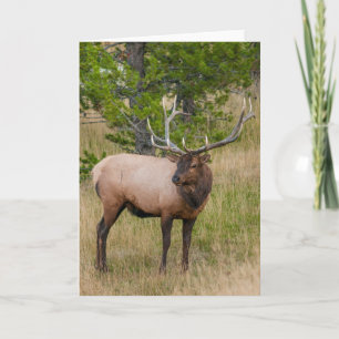 Elk Lake Village Yellowstone National Park Wyoming Kaart