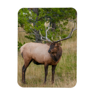 Elk Lake Village Yellowstone National Park Wyoming Magneet