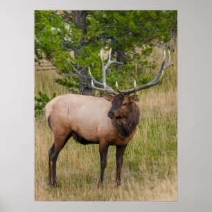 Elk Lake Village Yellowstone National Park Wyoming Poster