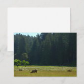 Elk Meadow in Redwood National Park (Voorkant / Achterkant)