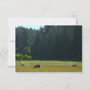 Elk Meadow in Redwood National Park