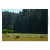 Elk Meadow in Redwood National Park (Voorkant Horizontaal)