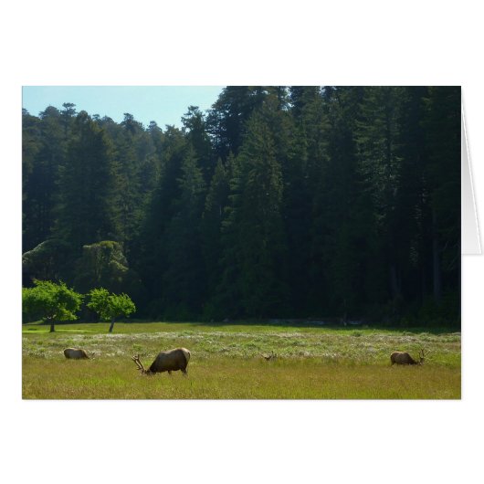 Elk Meadow in Redwood National Park (Voorkant Horizontaal)