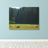 Elk Meadow in Redwood National Park Canvas Afdruk (Insitu (Houten vloer))