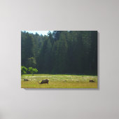 Elk Meadow in Redwood National Park Canvas Afdruk (Voorkant)