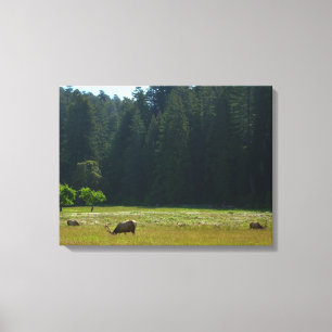 Elk Meadow in Redwood National Park Canvas Afdruk