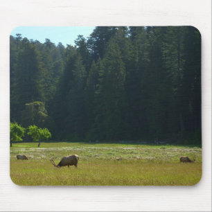 Elk Meadow in Redwood National Park Muismat
