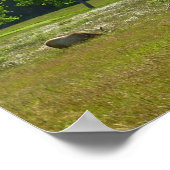 Elk Meadow in Redwood National Park Poster (Hoek)