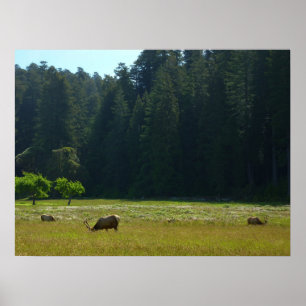 Elk Meadow in Redwood National Park Poster