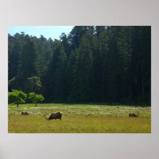 Elk Meadow in Redwood National Park Poster (Voorkant)