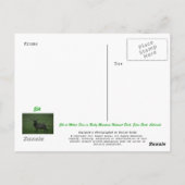 Elk, Milner Pass Briefkaart (Achterkant)