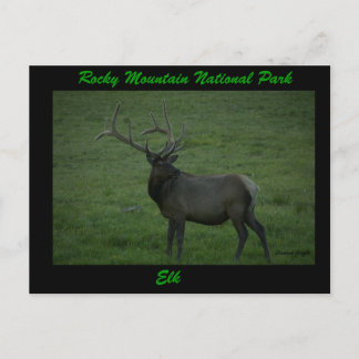 Elk, Milner Pass Briefkaart