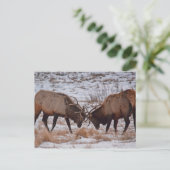 Elk nationaal park in Rocky Mountain Briefkaart (Staand voorkant)