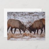 Elk nationaal park in Rocky Mountain Briefkaart (Voorkant / Achterkant)