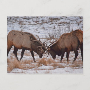 Elk nationaal park in Rocky Mountain Briefkaart