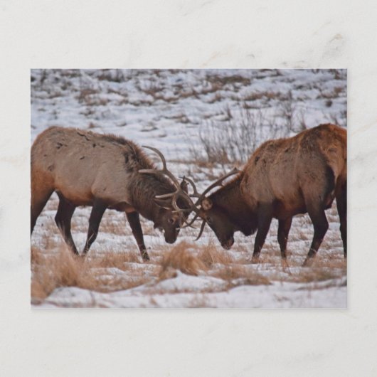 Elk nationaal park in Rocky Mountain Briefkaart (Voorkant)