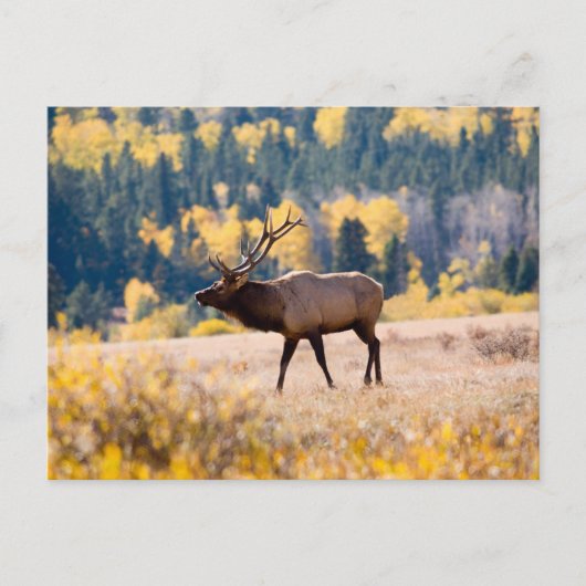 Elk nationaal park in Rocky Mountain, Colorado Briefkaart (Voorkant)