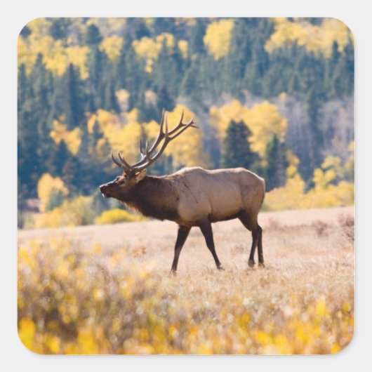 Elk nationaal park in Rocky Mountain, Colorado Vierkante Sticker (Voorkant)
